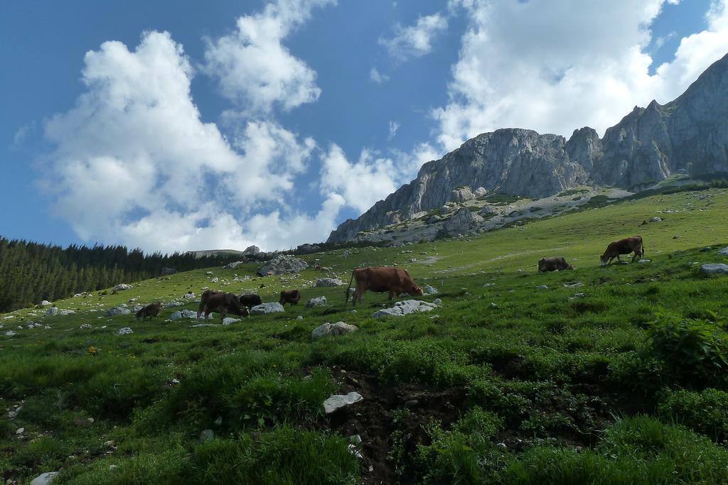 Отель Ranger Chalet Моечиу-де-Сус Номер фото